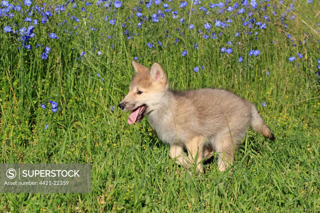 Timber Wolf (Canis lupus) eight-week old cub, running in meadow, Montana, U.S.A., june (captive)