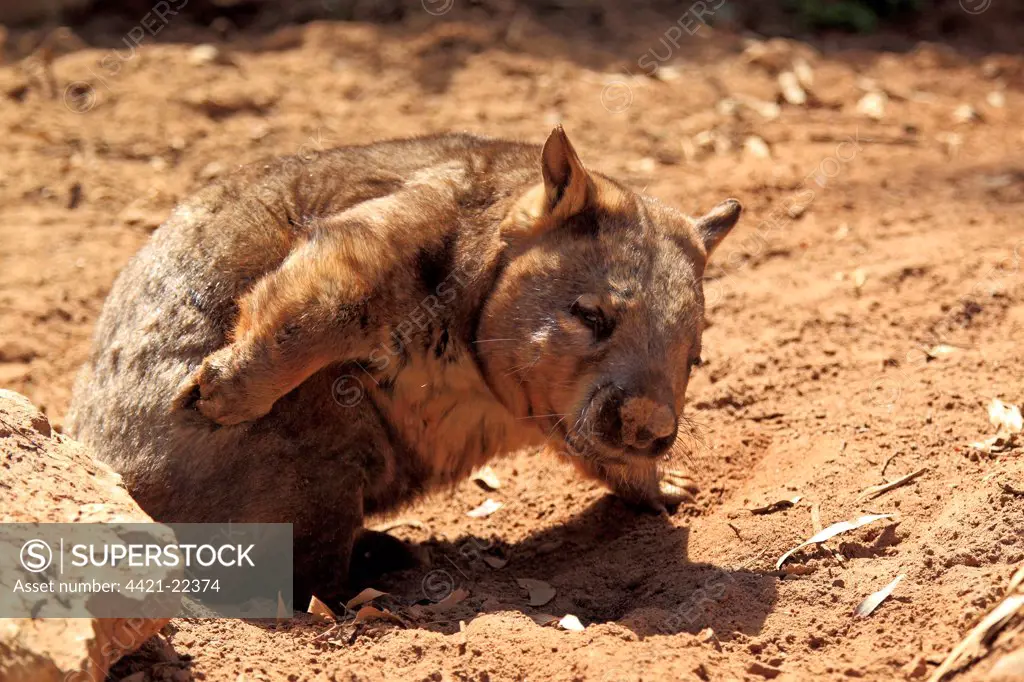 Southern Hairy-nosed Wombat (Lasiorhinus latifrons) adult, scratching, South Australia, Australia