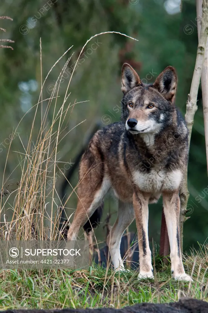 Red Wolf (Canis rufus) adult, standing (captive)