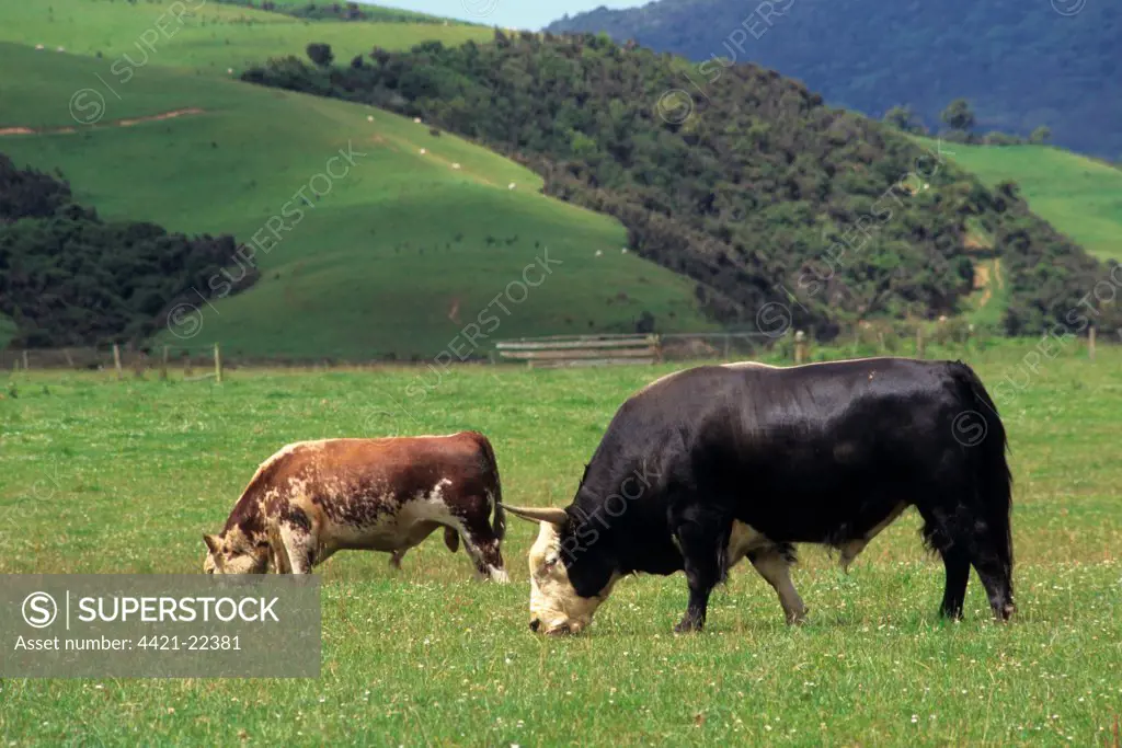 Domestic Yak (Bos grunniens) x Domestic Cattle (Bos primigenius) Hereford, 'Dzo' bull, with Shorthorn bull, grazing in pasture, Catlins, South Island, New Zealand
