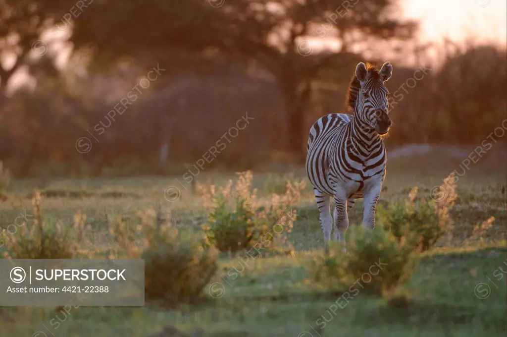Burchell's Zebra (Equus quagga burchellii) adult, standing at sunset, Chief's Island, Okavango Delta, Botswana