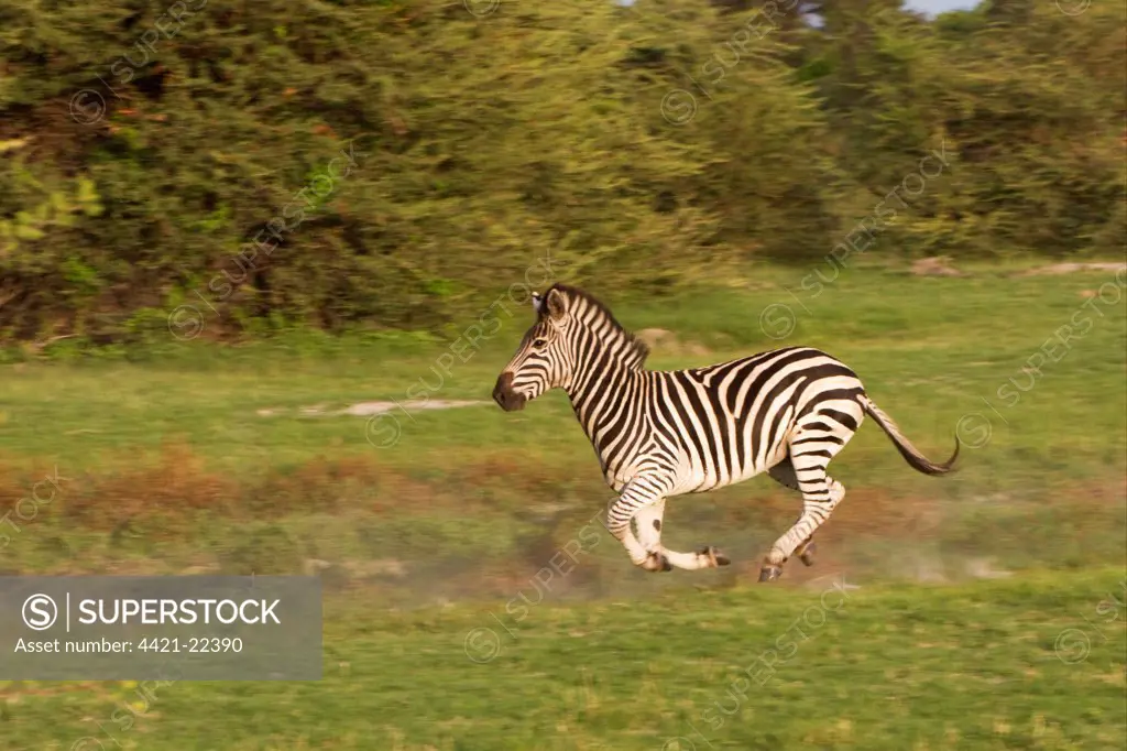 Common Zebra (Equus quagga) adult, running on grassland, Okavango Delta, Botswana