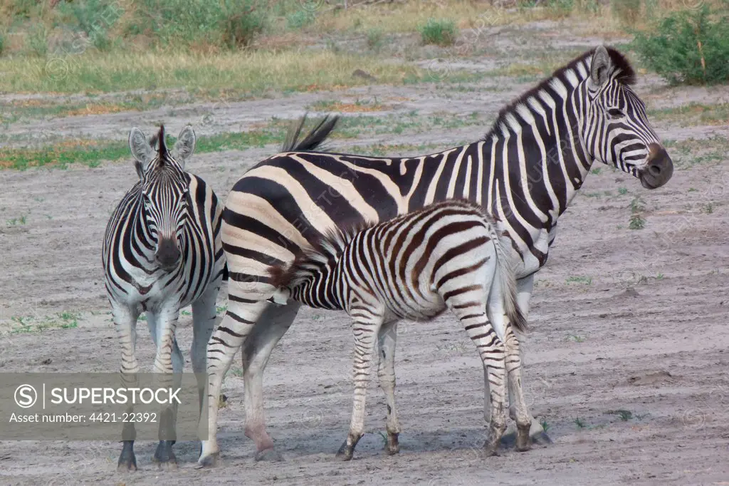 Common Zebra (Equus quagga) adult female, yearling and foal, suckling, Okavango Delta, Botswana