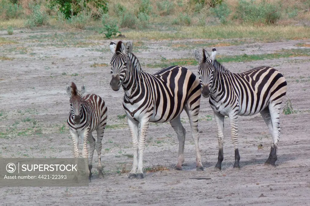 Common Zebra (Equus quagga) adult female, yearling and foal, standing, Okavango Delta, Botswana