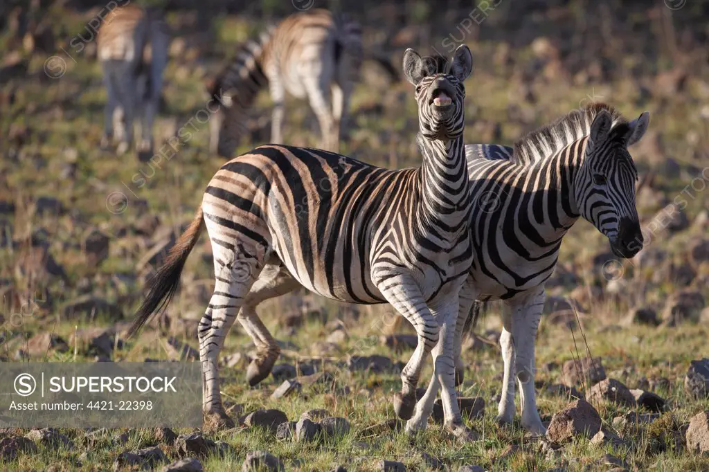 Burchell's Zebra (Equus quagga burchellii) adults, in flehmen response, standing in savannah, Pilanesberg N.P., North West Province, South Africa