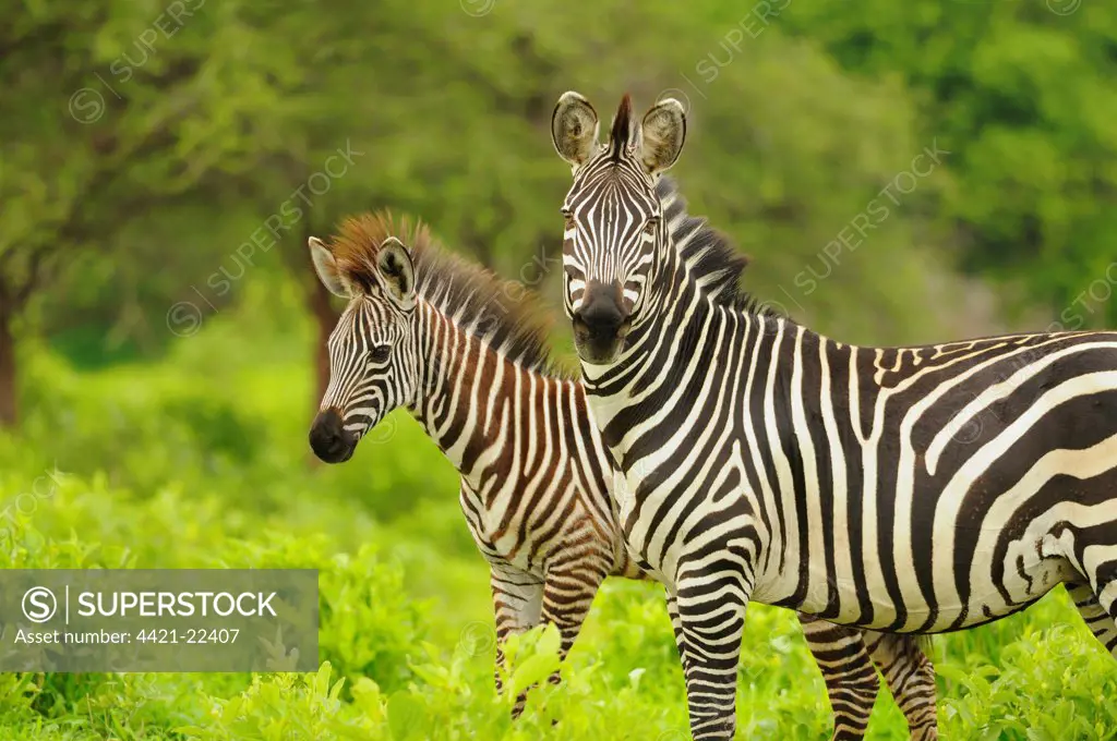 Common Zebra (Equus quagga) adult female with foal, standing in vegetation, Ruaha N.P., Tanzania