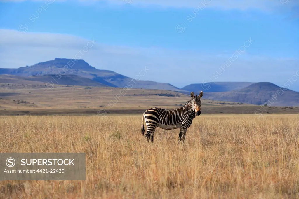 Cape Mountain Zebra (Equus zebra zebra) adult, standing in grassland habitat, Mountain Zebra N.P., Eastern Cape, South Africa