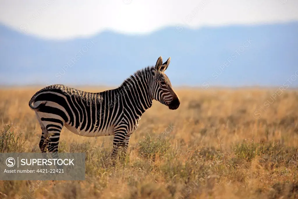 Cape Mountain Zebra (Equus zebra zebra) adult, standing in grassland, Mountain Zebra N.P., Eastern Cape, South Africa