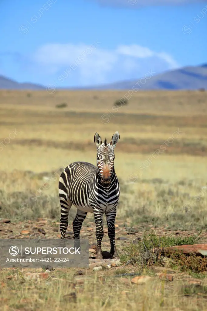 Cape Mountain Zebra (Equus zebra zebra) adult, standing in habitat, Mountain Zebra N.P., Eastern Cape, South Africa