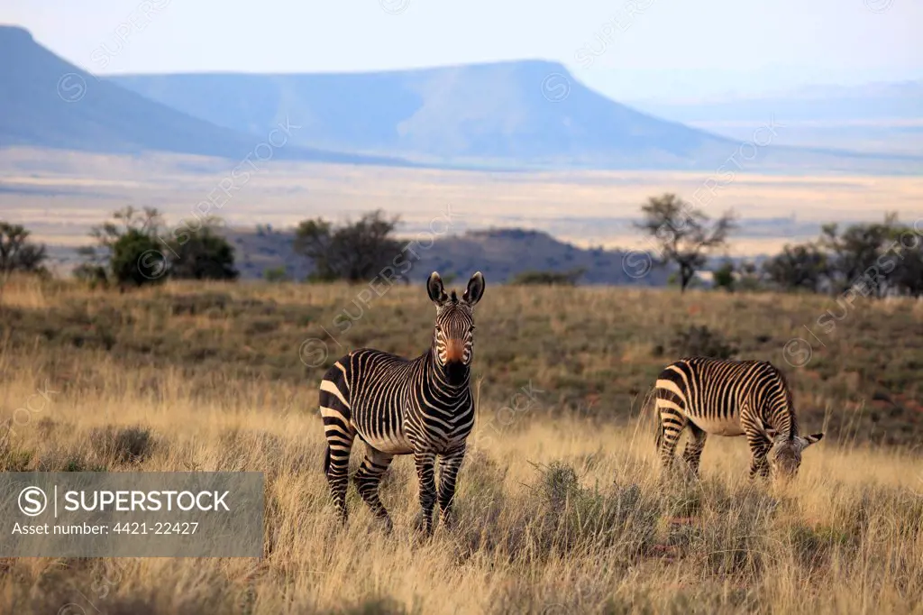 Cape Mountain Zebra (Equus zebra zebra) two adults, standing in habitat, Mountain Zebra N.P., Eastern Cape, South Africa