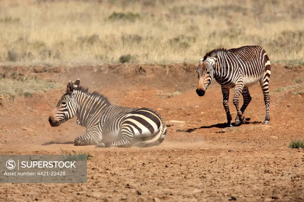 Cape Mountain Zebra (Equus zebra zebra) two adults, dustbathing, Mountain Zebra N.P., Eastern Cape, South Africa