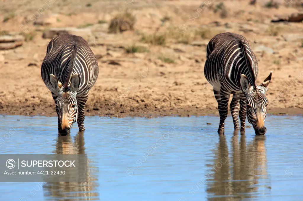 Cape Mountain Zebra (Equus zebra zebra) two adults, drinking at waterhole, Mountain Zebra N.P., Eastern Cape, South Africa