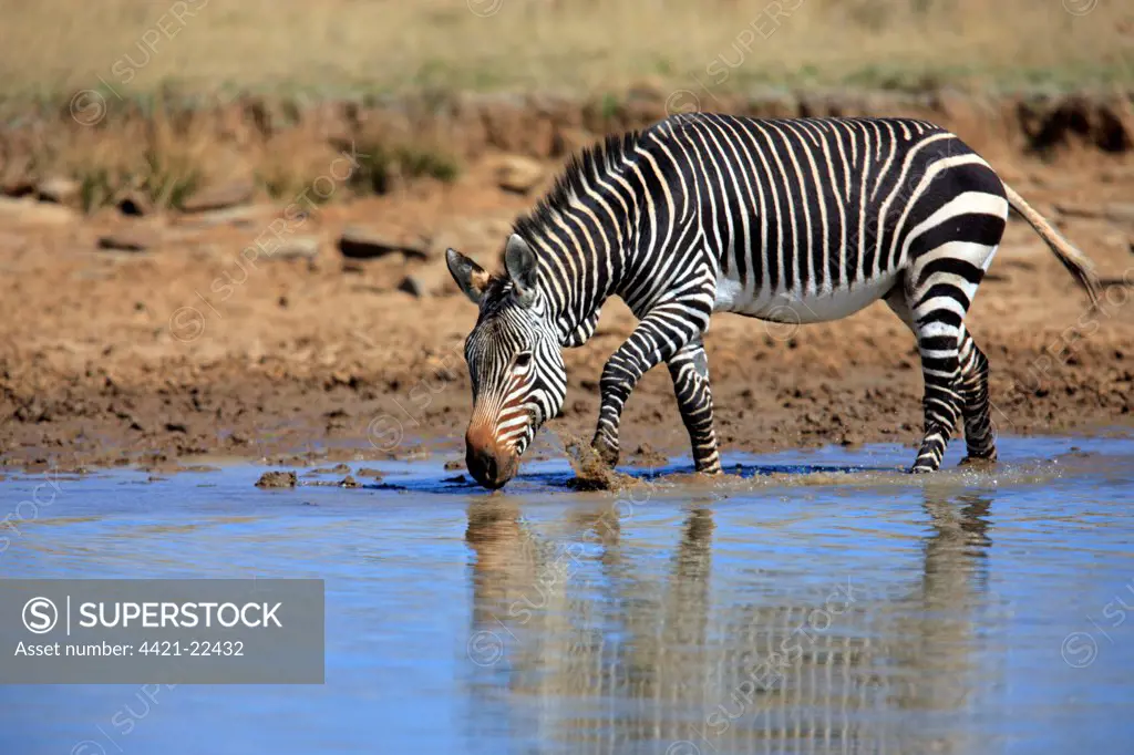 Cape Mountain Zebra (Equus zebra zebra) adult, drinking at waterhole, Mountain Zebra N.P., Eastern Cape, South Africa