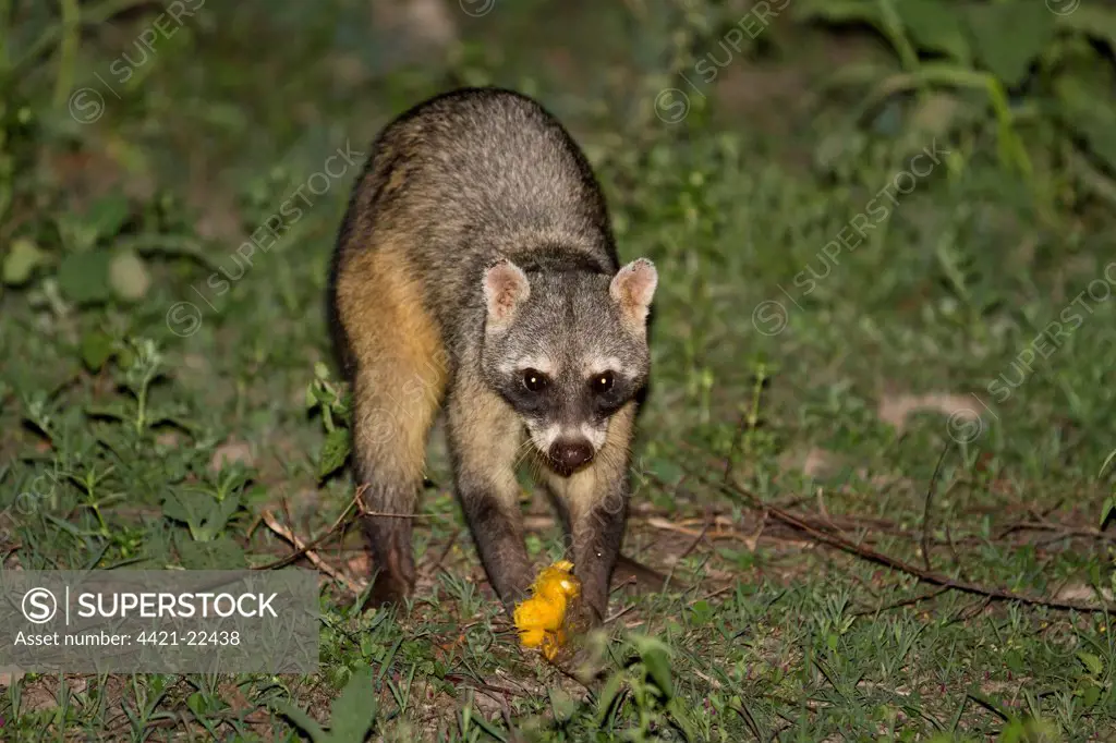 Crab-eating Raccoon (Procyon cancrivorus) adult, feeding on mango at night, Pantanal, Mato Grosso, Brazil