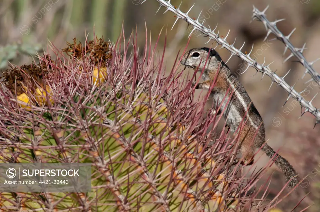 Harris's Antelope-squirrel (Ammospermophilus harrisii) adult, feeding on barrel cactus fruit, Sonoran Desert, Arizona, U.S.A., march