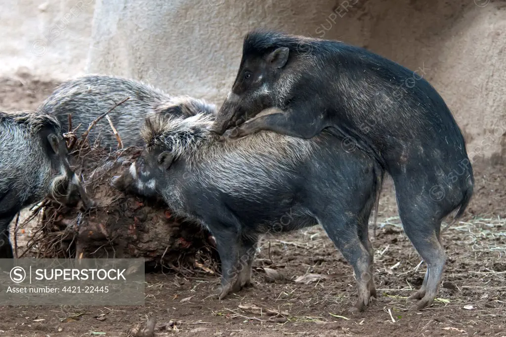 Visayan Warty Pig (Sus cebifrons) immatures, playing, (captive)