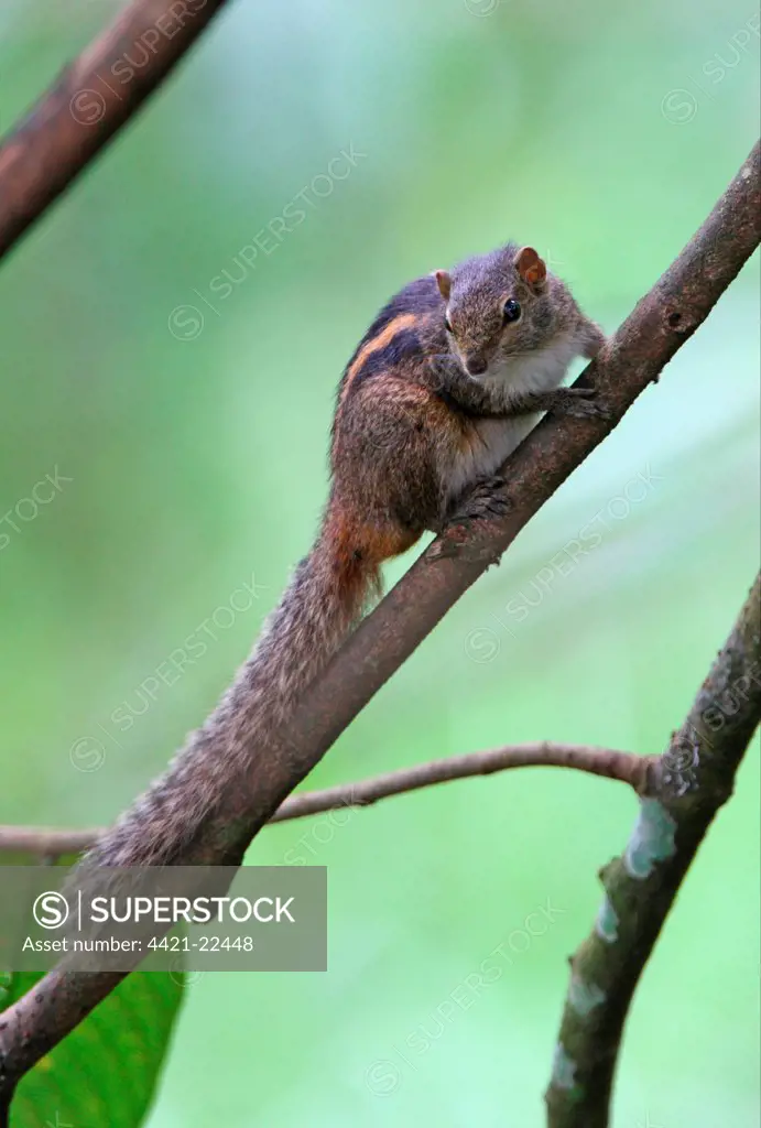 Indian Palm Squirrel (Funambulus palmarum) adult, sitting on branch, Sri Lanka, december