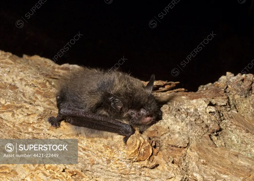Brandt's Bat (Myotis brandtii) adult, resting on branch, England