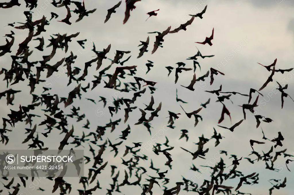 Wrinkle-lipped Free-tailed Bat (Chaerephon plicata) hugh flock, in flight, emerging from cave at dusk, Khao Yai N.P., Thailand, june