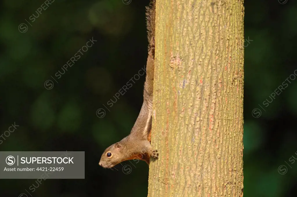 Plantain Squirrel (Callosciurus notatus) adult, decending tree trunk in park, Singapore, august