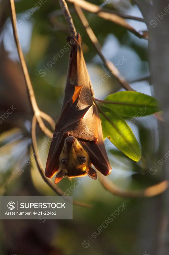 Gambian Epauletted Fruit Bat (Epomophorus gambianus) adult, hanging from tree in evening sunlight, Gambia