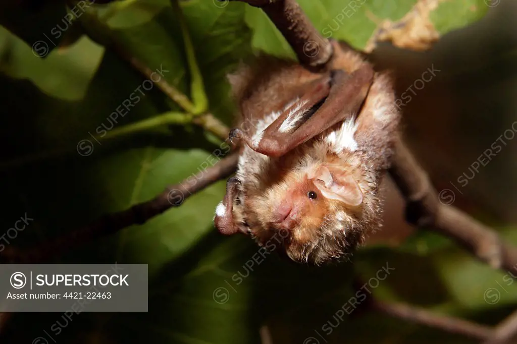 Eastern Red Bat (Lasiurus borealis) adult, roosting in maple tree, U.S.A.