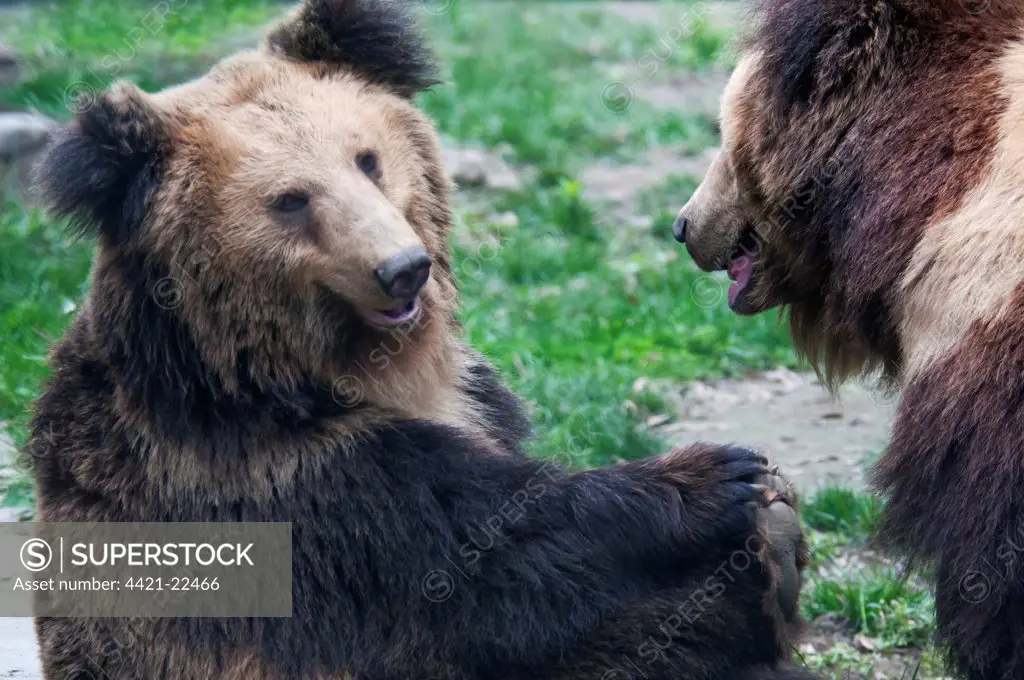Tibetan Bear (Ursus arctos pruinosus) two adults, close-up of heads, Animals Asia Rescue Centre, Chengdu, Sichuan, China, april