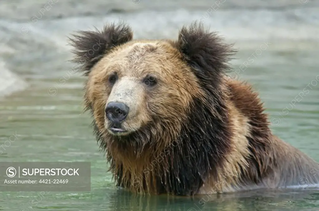 Tibetan Bear (Ursus arctos pruinosus) adult, close-up of head, in water, Animals Asia Rescue Centre, Chengdu, Sichuan, China, april