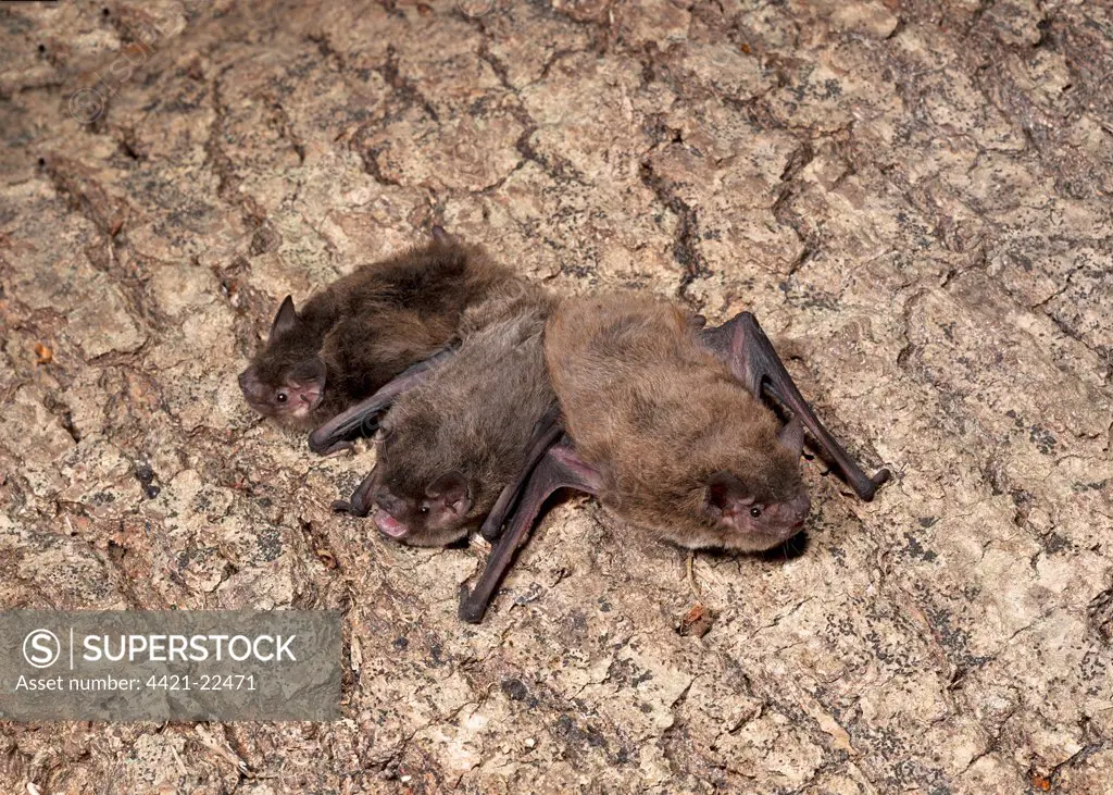 Nathusius's Pipistrelle (Pipistrellus nathusii) adult female with twin babies, resting on bark, England, august