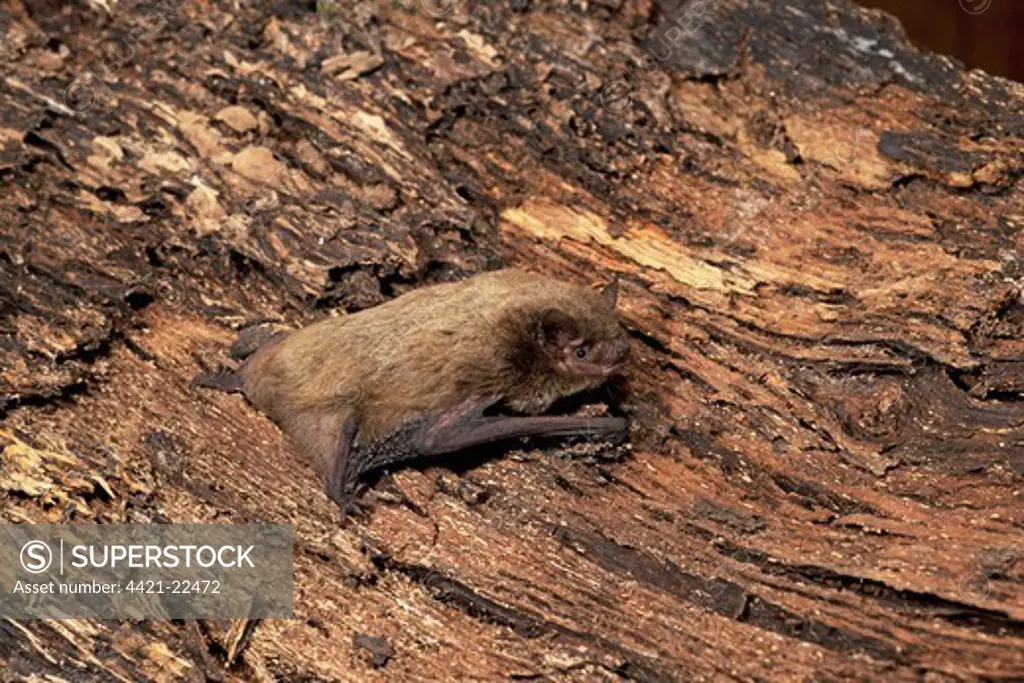 Nathusius's Pipistrelle (Pipistrellus nathusii) adult female, resting on bark, England, august
