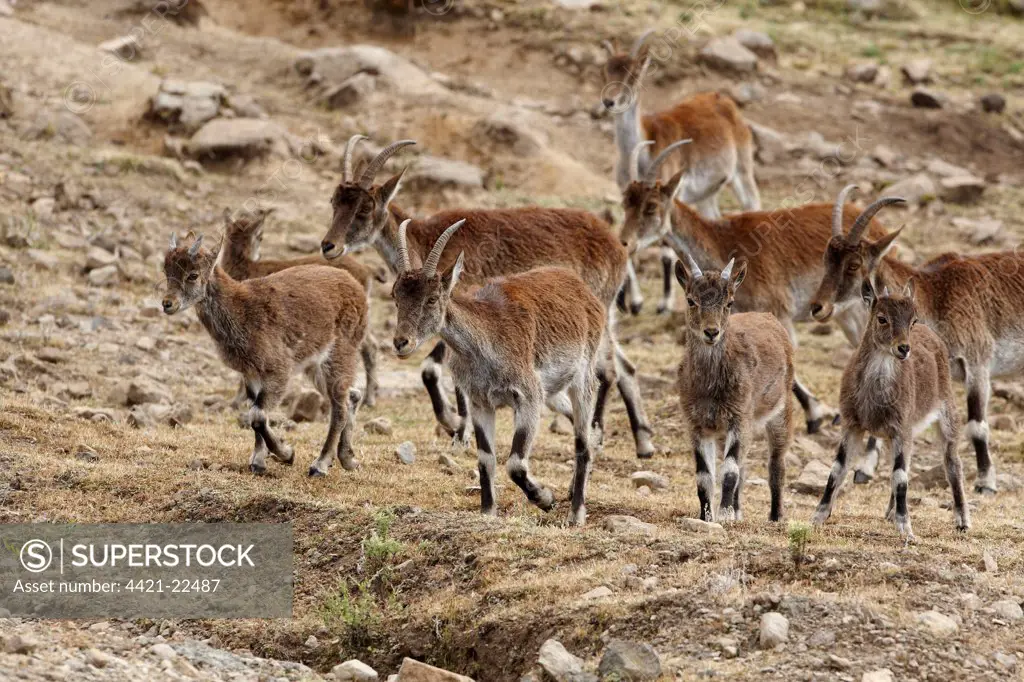 Walia Ibex (Capra walie) adult females with young, herd walking, Simien Mountains, Ethiopia