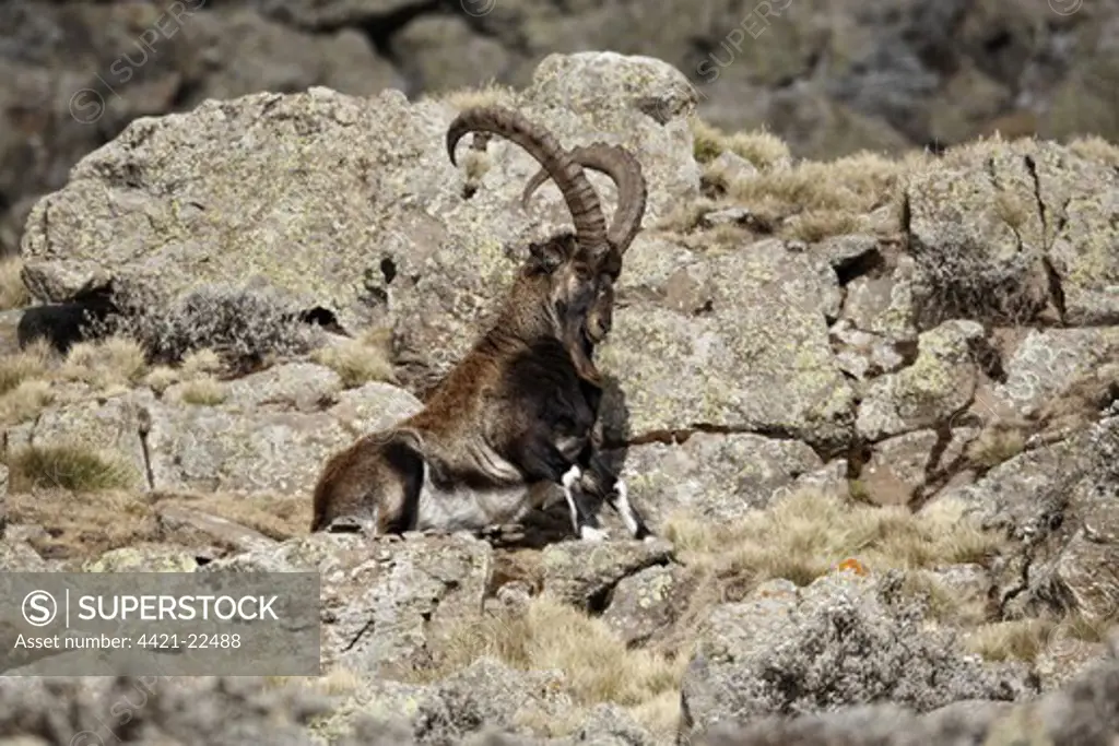 Walia Ibex (Capra walie) adult male, sitting amongst rocks, Simien Mountains, Ethiopia