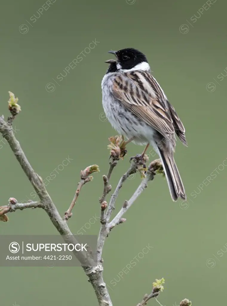 Reed Bunting (Emberiza schoeniclus) adult male, summer plumage, singing, perched on twigs, Midlands, England, may