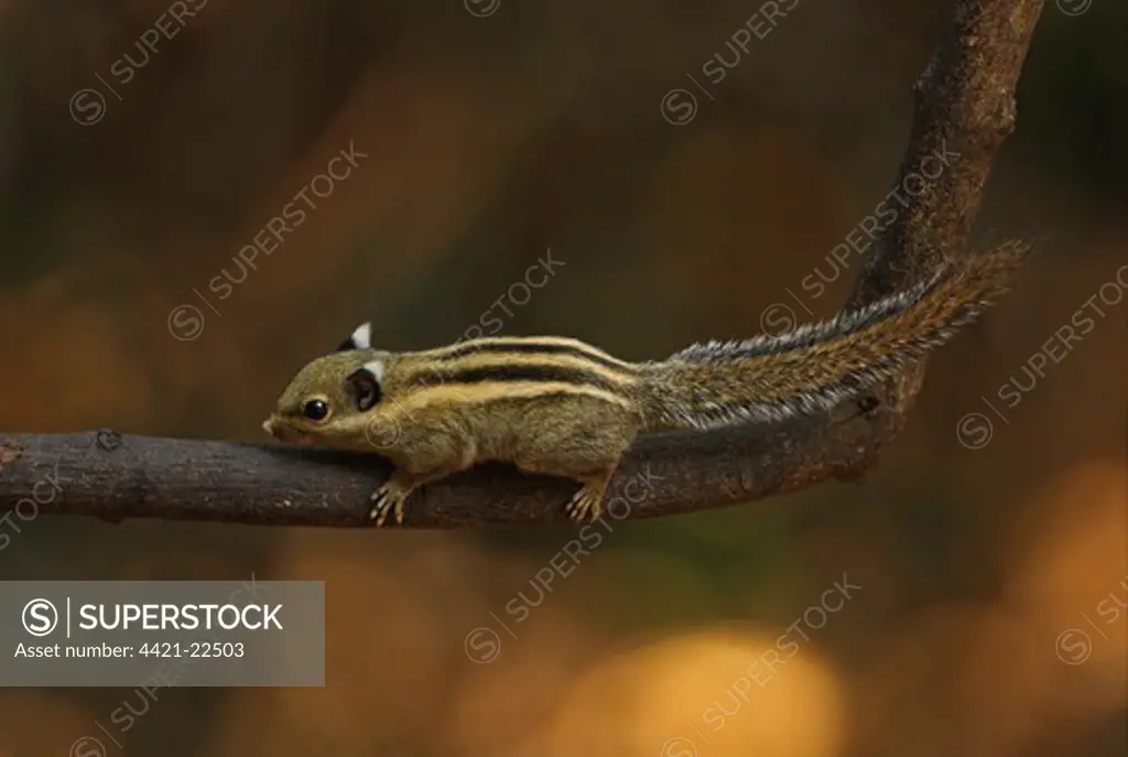 Himalayan Striped Squirrel (Tamiops mcclellandii) adult, climbing on branch, Kaeng Krachan N.P., Thailand, february