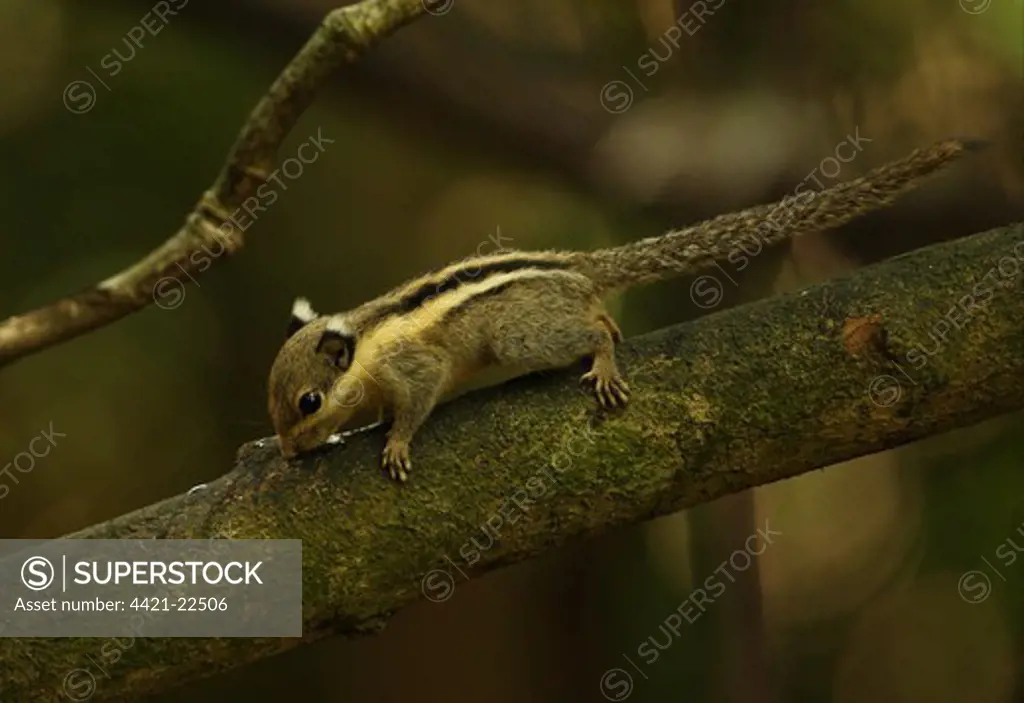 Himalayan Striped Squirrel (Tamiops mcclellandii) adult, licking moisture off branch, Kaeng Krachan N.P., Thailand, november