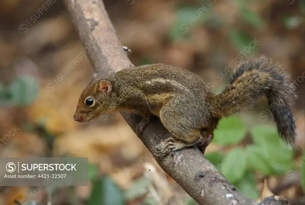 Indochinese Ground Squirrel (Menetes berdmorei) adult, climbing on branch, Kaeng Krachan N.P., Thailand, february