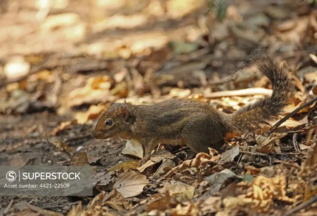 Indochinese Ground Squirrel (Menetes berdmorei) adult, standing on forest floor, Kaeng Krachan N.P., Thailand, february