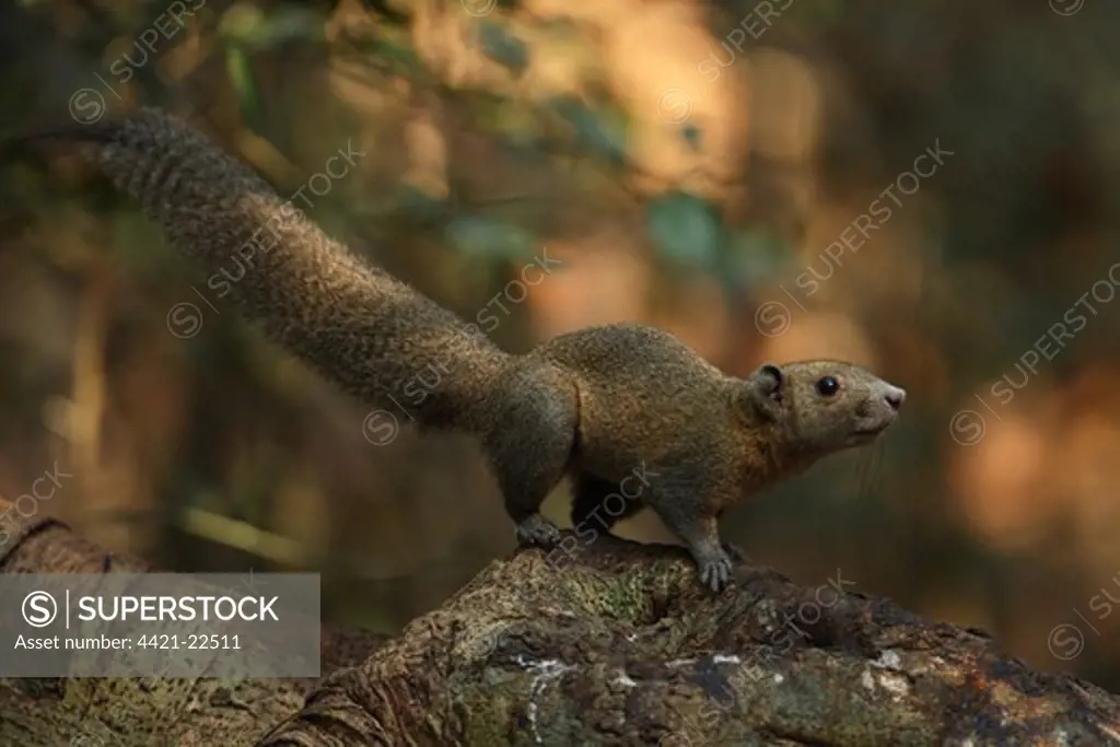 Grey-bellied Squirrel (Callosciurus caniceps) adult, standing on fallen tree trunk, Kaeng Krachan N.P., Thailand, february