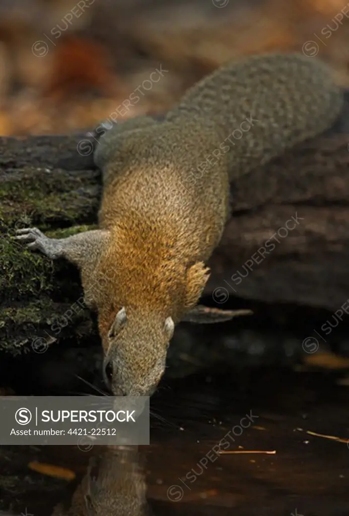 Grey-bellied Squirrel (Callosciurus caniceps) adult, drinking from forest pool, Kaeng Krachan N.P., Thailand, february