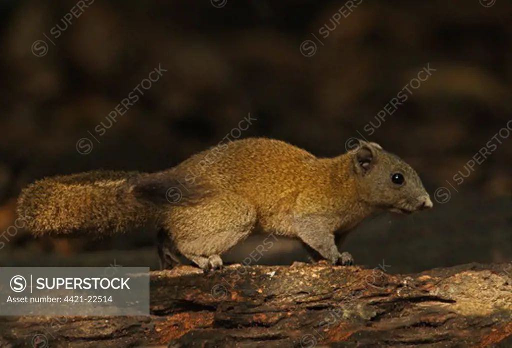 Grey-bellied Squirrel (Callosciurus caniceps) adult, standing on log, Kaeng Krachan N.P., Thailand, november