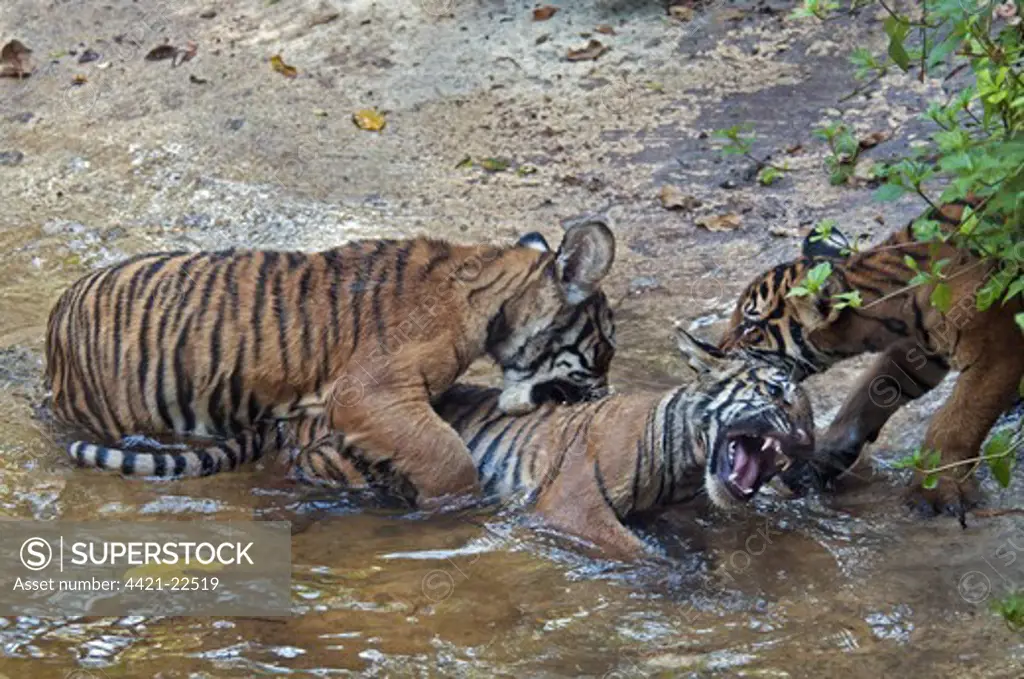 Malayan Tiger (Panthera tigris jacksoni) three cubs, playfighting at edge of water, captive
