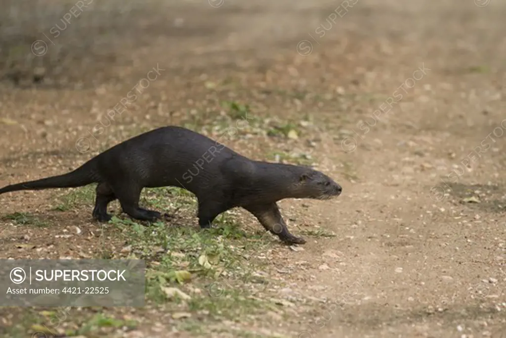 Neotropical Otter (Lontra longicaudis) adult, walking across track, Pantanal, Mato Grosso, Brazil