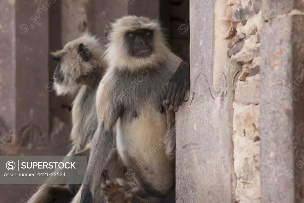 Southern Plains Grey Langur (Semnopithecus dussumieri) two adults, sitting on wall of historic fortress, Ranthambore N.P., Rajasthan, India