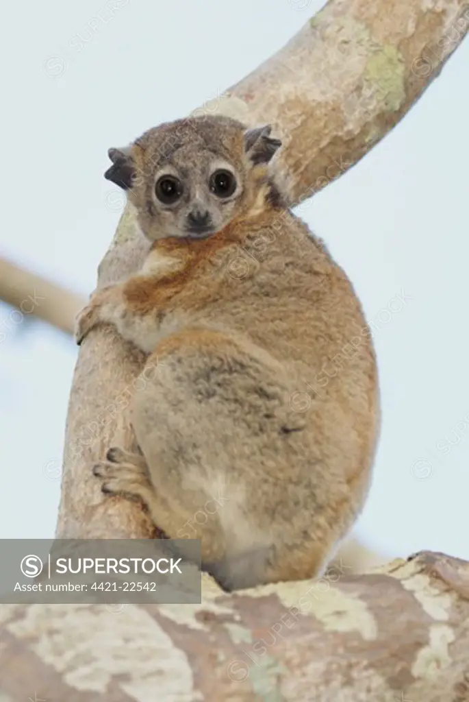 Hubbard's Sportive Lemur (Lepilemur hubbardorum) adult, clinging to baobab tree branch in spiny forest, Reniala Nature Reserve, Ifaty, Western Madagascar, august