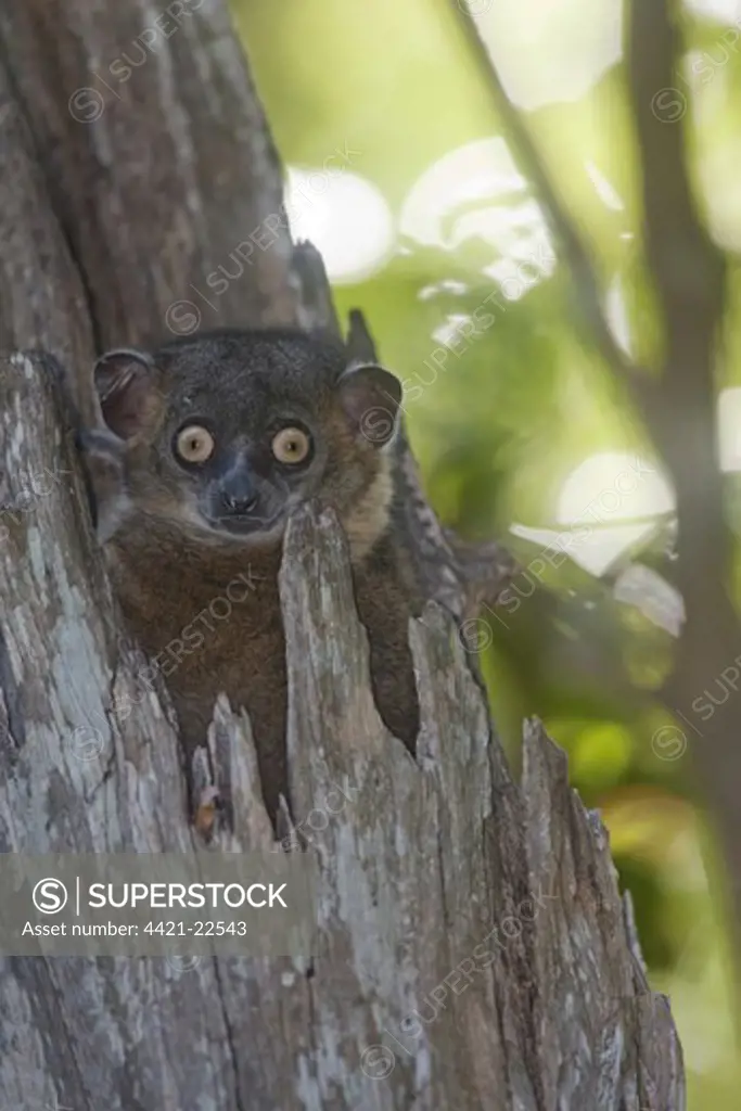 Hubbard's Sportive Lemur (Lepilemur hubbardorum) adult, at entrance to cavity in tree, Zombitse-Vohibasia N.P., Madagascar