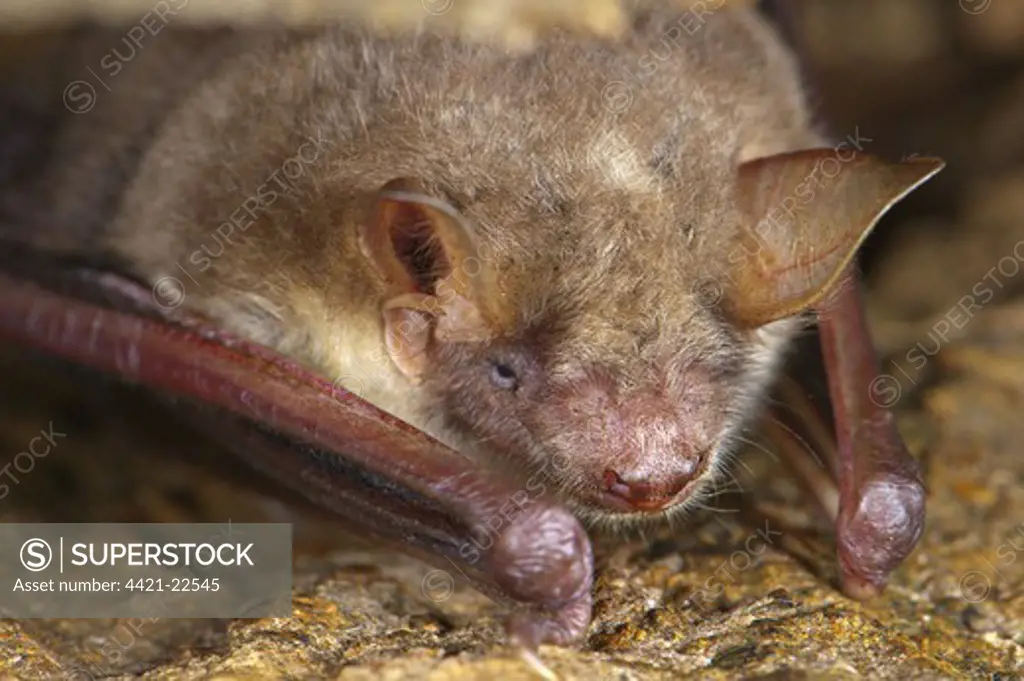 Lesser Mouse-eared Bat (Myotis blythii) adult, resting in crevice, Italy, may