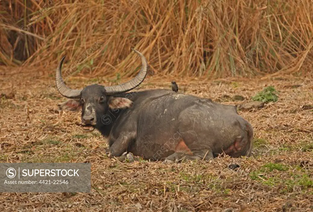 Wild Water Buffalo (Bubalus arnee fulvus) adult, chewing cud, resting on ground with Jungle Myna (Acridotheres fuscus) perched on back, Kaziranga N.P., Assam, India, january