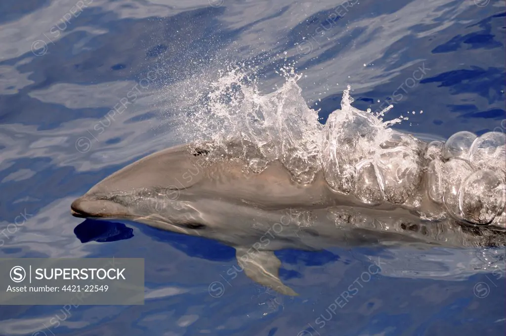 Fraser's Dolphin (Lagenodelphis hosei) adult, spouting, surfacing from water, Maldives, march