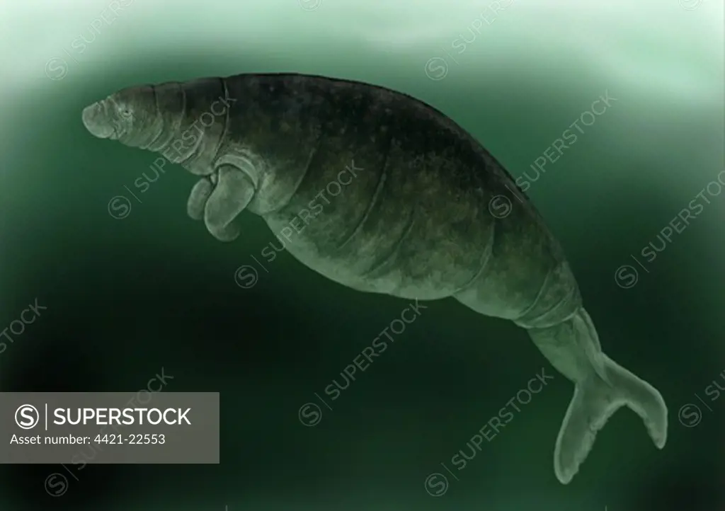 Steller's Sea Cow (Hydrodamalis gigas) extinct species, illustration