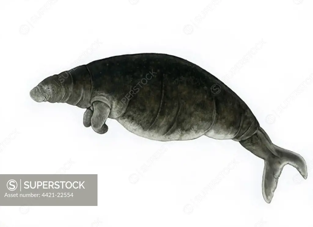 Steller's Sea Cow (Hydrodamalis gigas) extinct species, illustration
